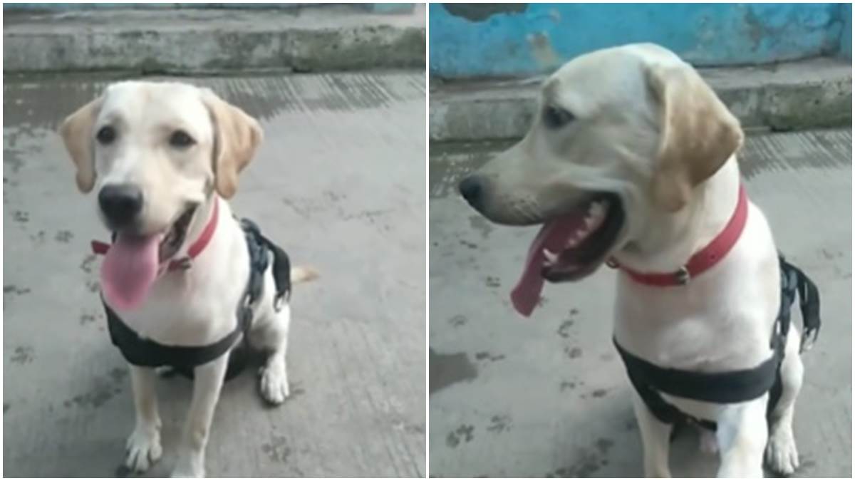 Indore News: बाउंसर का पालतू कुत्ता गायब, पुलिसवाले ने भेज दिया छिंदवाड़ा