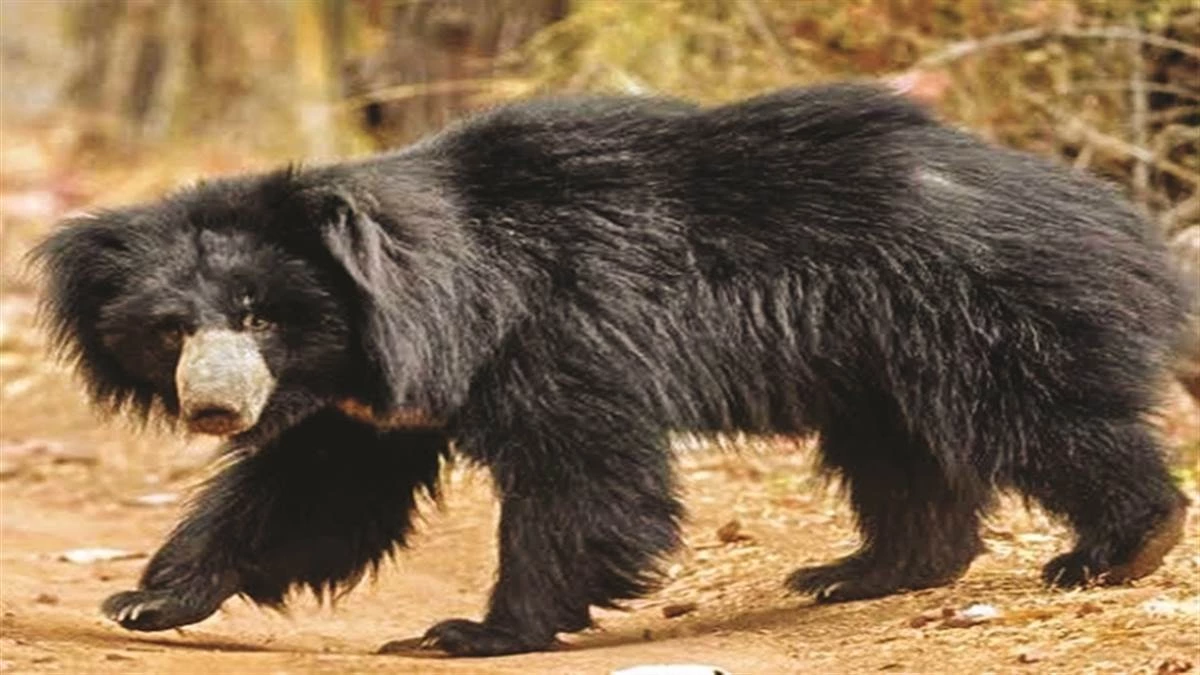 दो भालुओं की संदिग्ध मौत से मचा हड़कंप, वन विभाग जांच में जुटी दो भालुओं की संदिग्ध मौत से मचा हड़कंप, वन विभाग जांच में जुटी