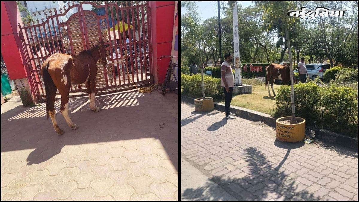 तीन दिन से पार्क की घास चर रहा था घोड़ा, नगर पालिका ने किया गिरफ्तार, मालिक पर भी कार्रवाई की तैयारी