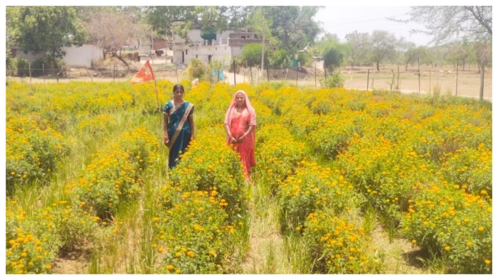 बिलासपुर: फूलों की खेती कर ग्रामीण महिलाएं बन रहीं लखपति,आत्मनिर्भरता की पेश की अनूठी मिसाल