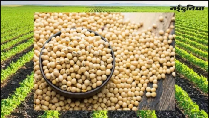 सालों बाद सोयाबीन के बीज की किल्लत, 11 हजार रुपये प्रति क्विंटल तक के भाव, किसान परेशान
