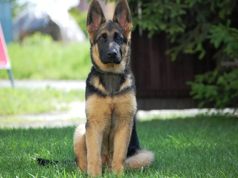 First German Shepherd Dog To Test Positive For Coronavirus In America Dies Says Report