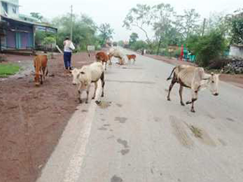 National Livestock Mission जबलपुर जिले के पालतू मवेशियों का रियायती दर