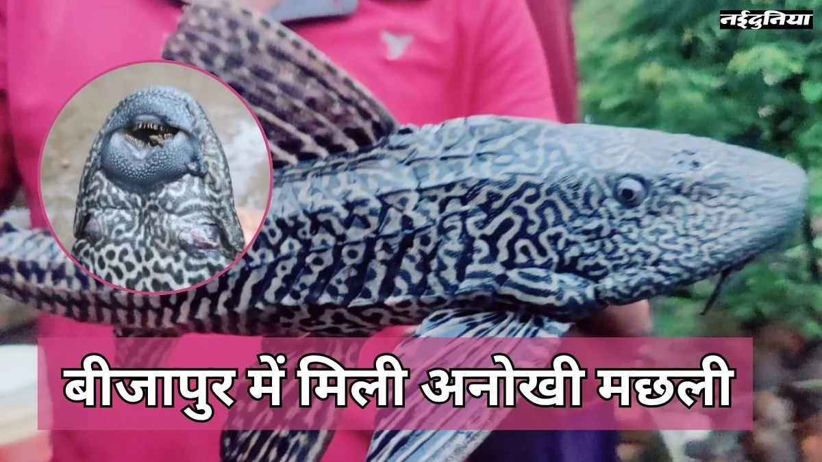 बीजापुर के नदी में मिली यह अनोखी मछली, जानिए कैसे है दक्षिण अमेरिका की ये 'प्लेको फिश' खतरे की घंटी