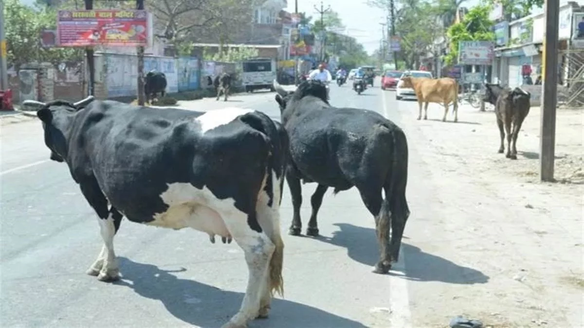CG News: सड़कों पर मवेशी छोड़ना अब पड़ेगा भारी, उल्लंघन पर होगी कार्रवाई