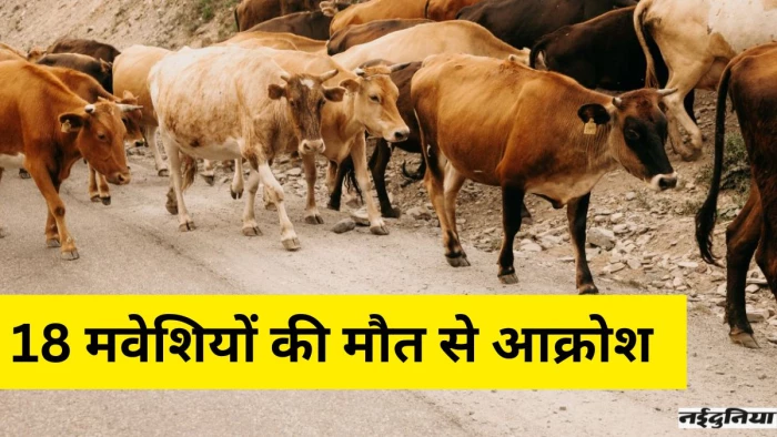 रायपुर में फैक्ट्री के वेस्ट मटेरियल से 18 मवेशियों की मौत, ग्रामीणों में आक्रोश