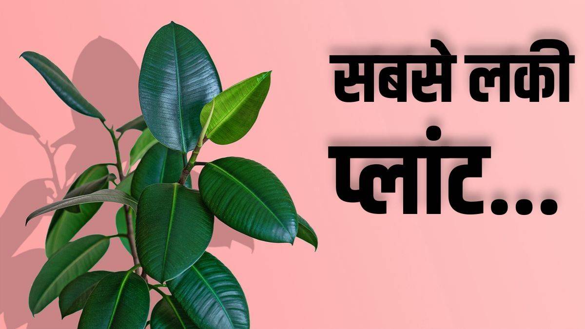 घर में लगाएं रबर प्लांट, सही दिशा में रखते ही चमक जाएगी किस्मत..दूर होगी आर्थिक तंगी