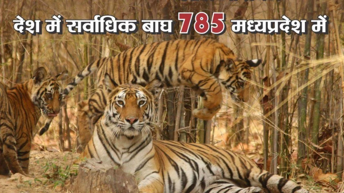 देश में सर्वाधिक 785 बाघ मध्‍य प्रदेश में, संरक्षण के लिए सुप्रीम कोर्ट ने दी शाबासी