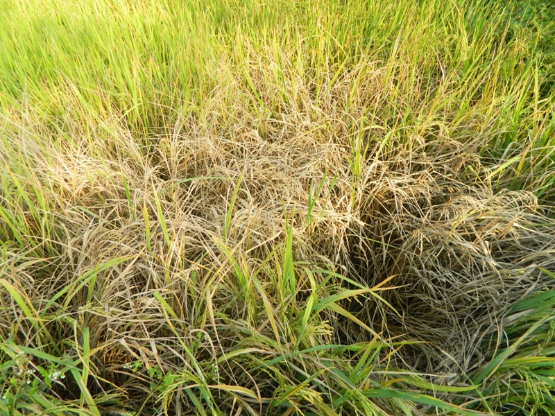 Innovation in Agriculture: माहो कीट के लिए तैयार किया फफूंद, जहरीले ...