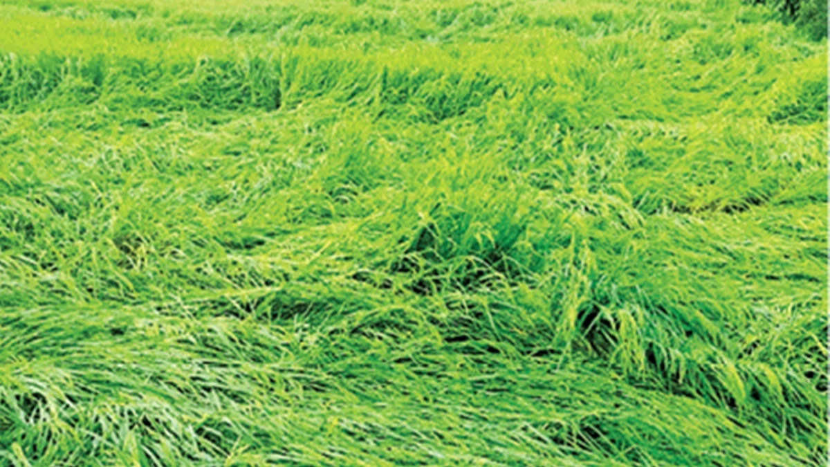 CG Weather Update: मोंथा तूफान की वजह से दक्षिण छत्तीसगढ़ के कई जिलों में तेज बारिश के आसार, धान की कटाई हुई बंद