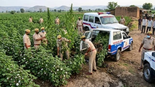 धार में कपास की फसल के बीच उगा रखा था गांजा, चार खेतों से 684 पौधे जब्त