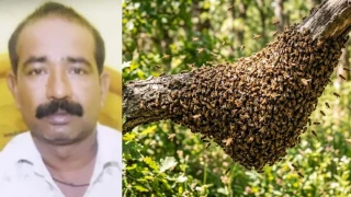 देवास में खेत पर काम करने गए किसान की मधुमक्खियों के हमले से मौत, जिले में लगातार हो रहीं घटनाएं