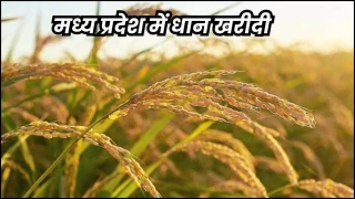 एमपी में 1 दिसंबर से फिर शुरु होगी धान की खरीदी, 8.68 लाख किसानों ने कराया रजिस्ट्रेशन