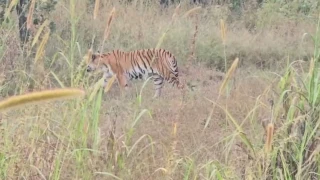 सिवनी के निर्माणाधीन रिसाॅर्ट में घुसा बाघ, लंबी घास के बीच बैठा रहा