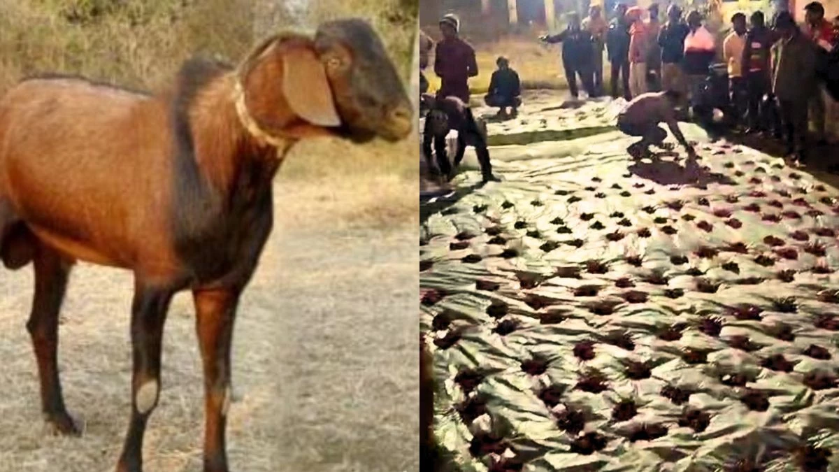 रेबीज संक्रमित कुत्ते के काटे बकरे की बलि, प्रसाद में मांस खाने के बाद ग्रामीणों में भय