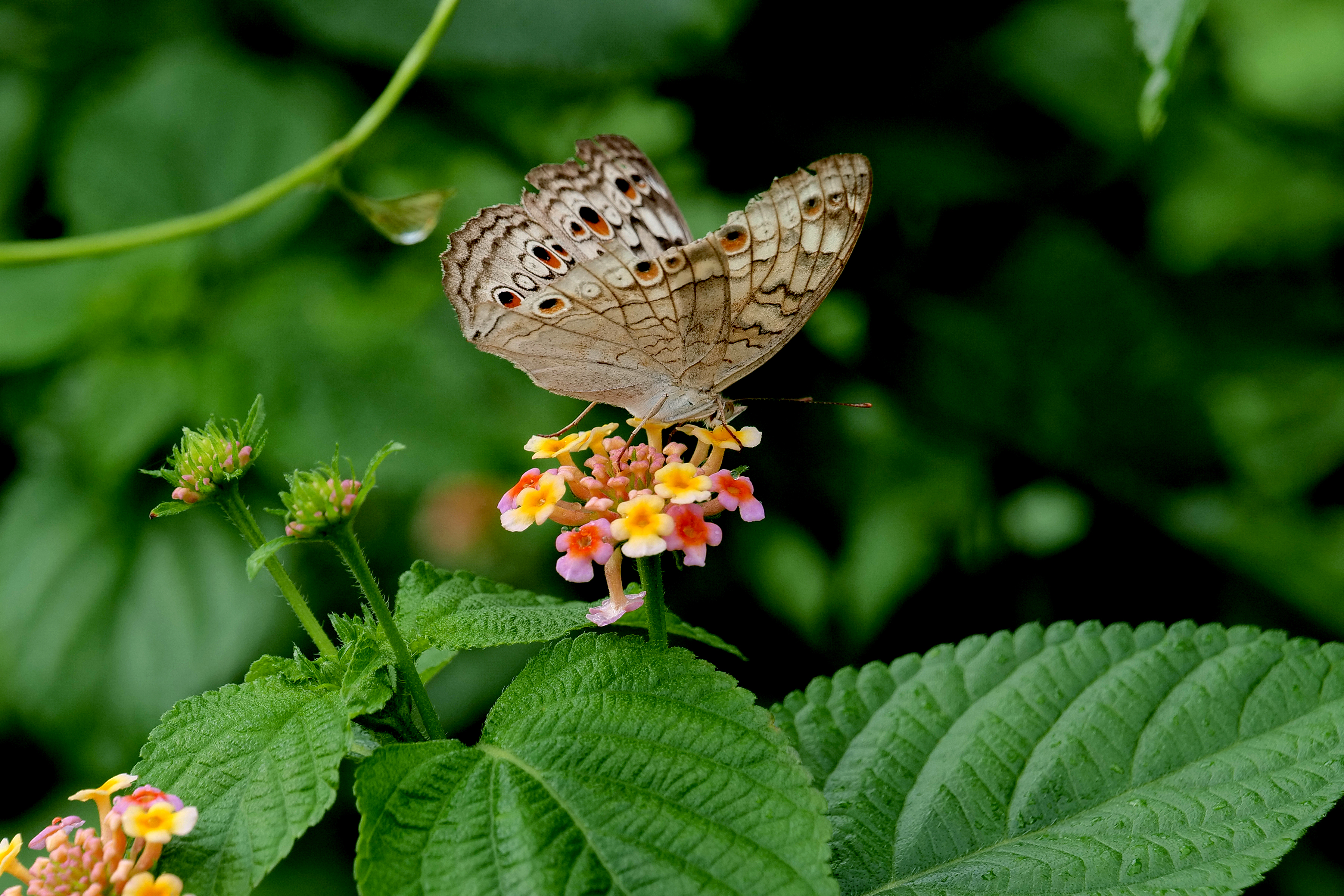 naidunia_image
