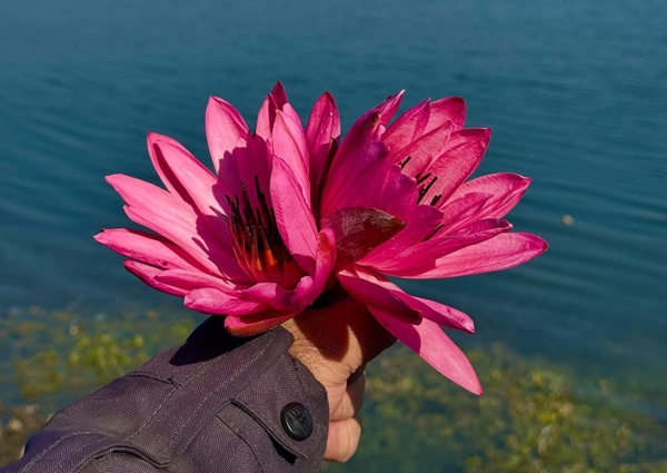 naidunia_image