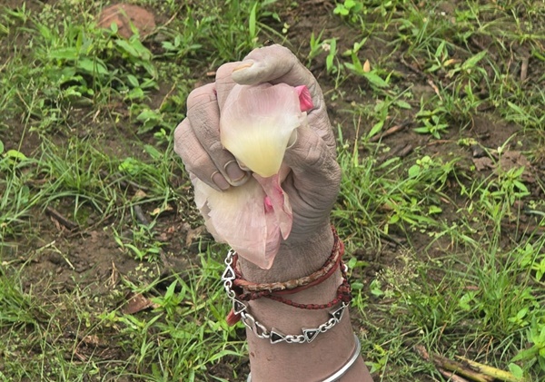 naidunia_image