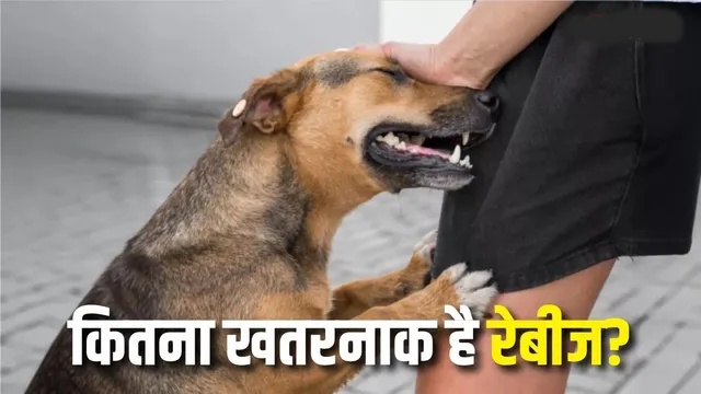 naidunia_image