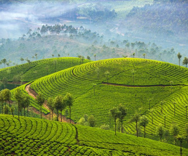 naidunia_image
