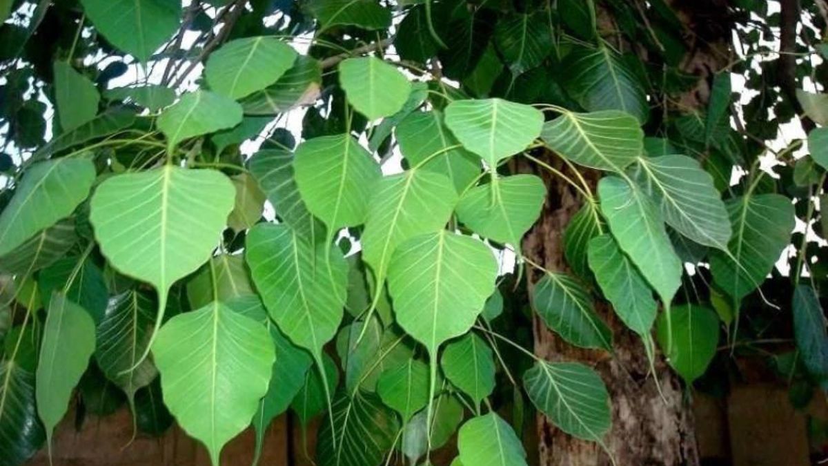 naidunia_image