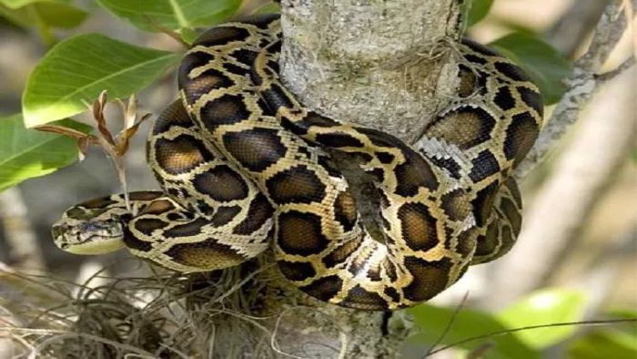 Khareghat Colony Python Balaghat News: 55 साल का शख्स… शरीर पर लिपटा था अजगर, बकरी को बचाने के ...