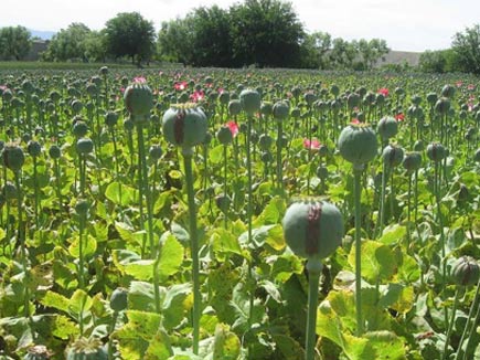 Punjab To Move Mp Hc For Banning Poppy Cultivation