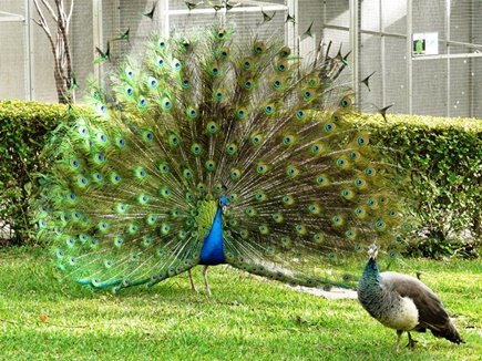 Interesting fact about the National Bird Peacock