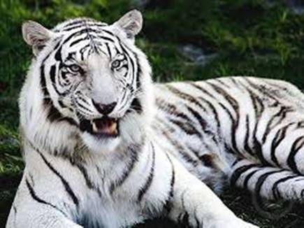 60 Years Later White Tiger Will Be Born On The Soil Of Vindhya