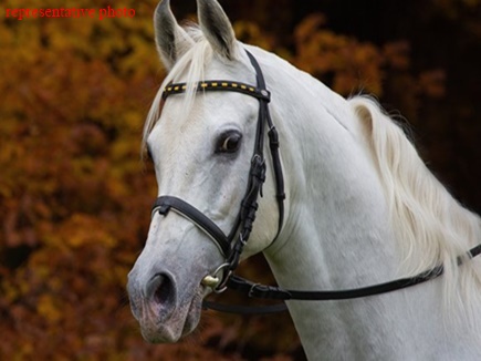 White Horse Coloured Black And Sold On 17 5 Lakh Rupees