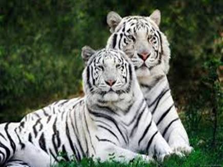 Where And How Many White Tiger In The Country Not A Government Agency