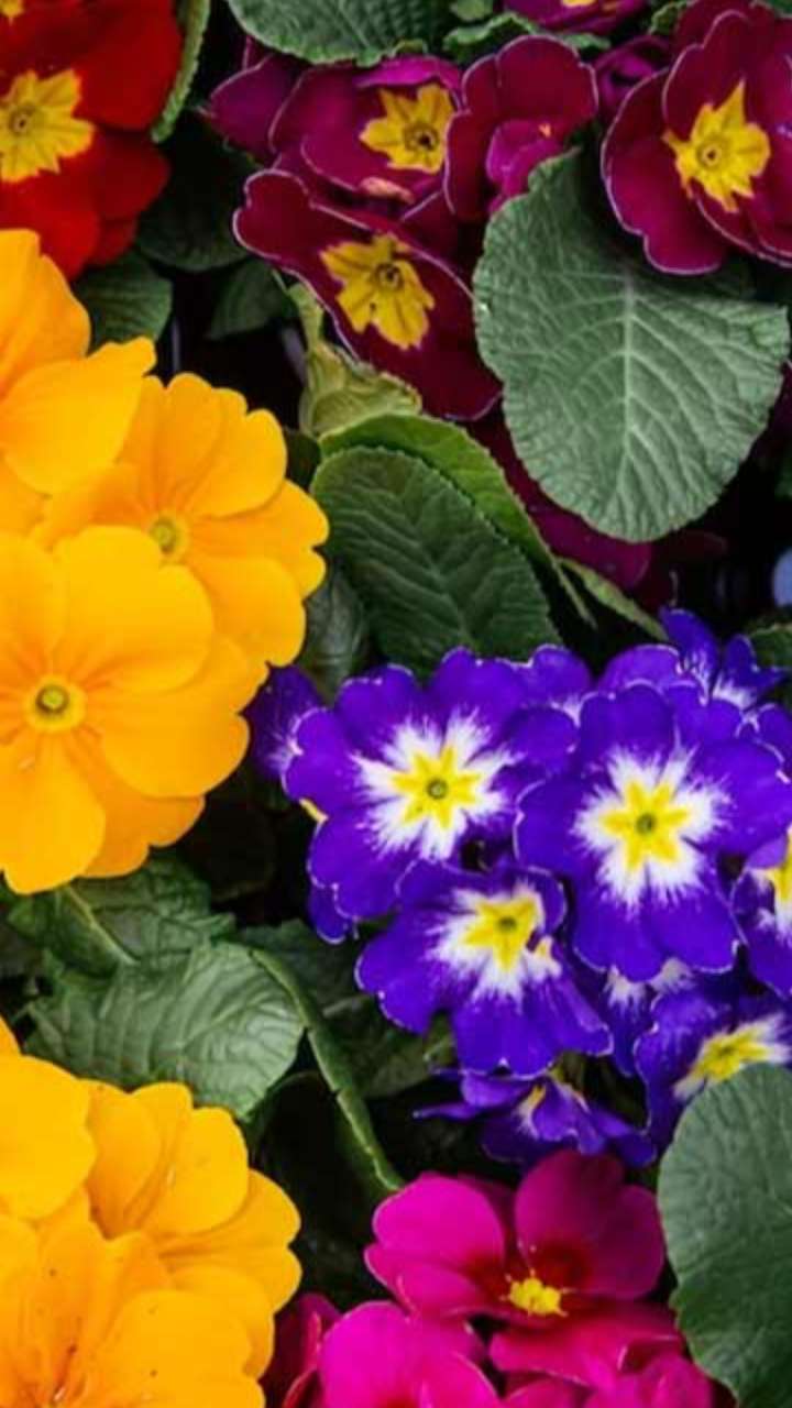 Puja Path Tips: देवी-देवताओं को फूल अर्पित करते समय जरूर रखें रंगों का ध्यान