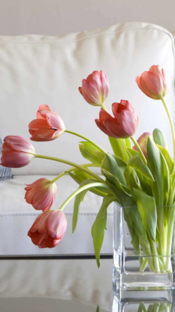 Vastu tips: घर में जरूर लगाएं ये पौधे, आपसी रिश्तों में दूर होता है तनाव
