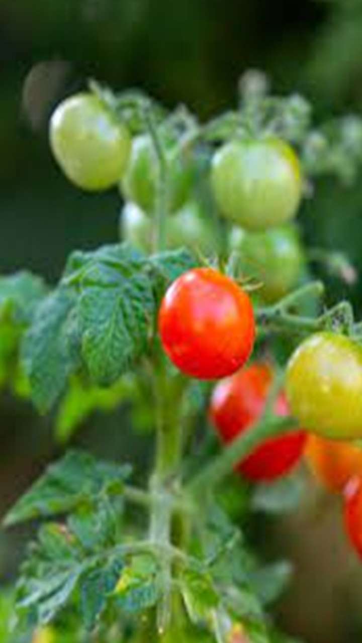 Benefits of tomato: टमाटर में भरे हैं औषधीय गुण, करें डाइट में शामिल