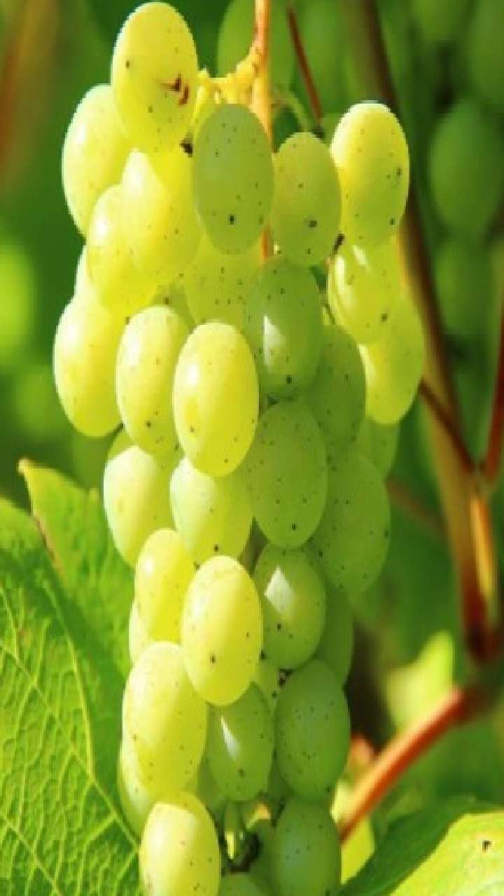 Hanging grapes hi-res stock photography and images - Alamy