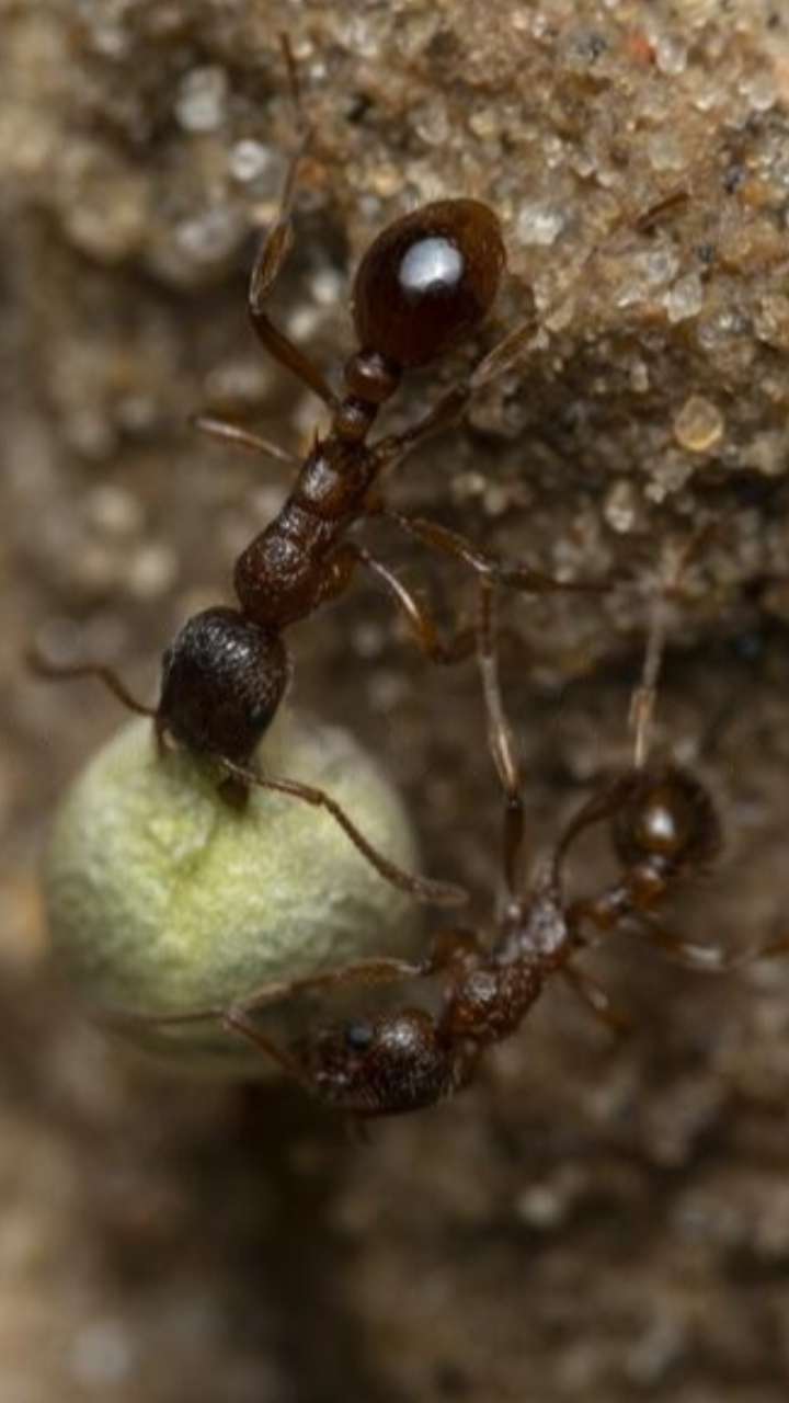 घर में चींटियां देती हैं ये शुभ-अशुभ संकेत, जानिए