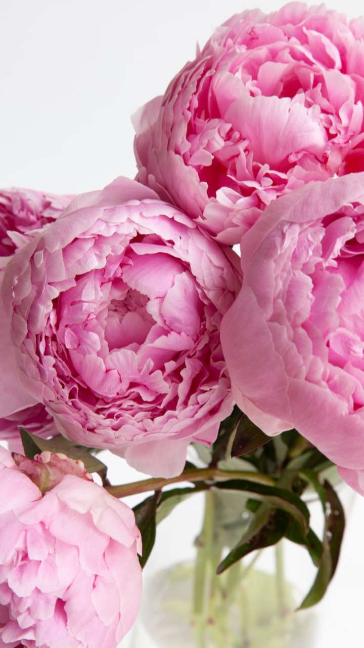 घर में लगाएं ये गुलाबी फूल, बदल जाएगी किस्मत