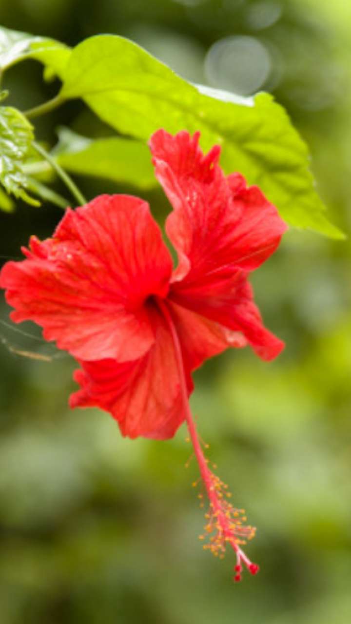 Vastu Tips: इस पौधे को लगाने से दूर होंगे सूर्य और मंगल दोष