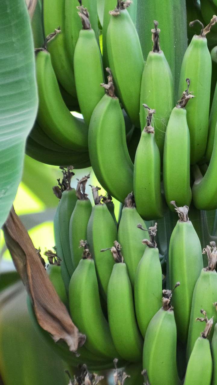 Raw Banana Benefits: गुणकारी हैं कच्चे केले, बीमारी से रहेंगे दूर