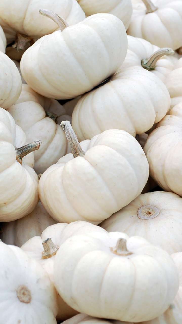 800+ Free Squash & Pumpkin Images - Pixabay