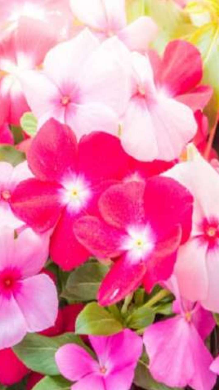 इस गुलाबी फूल से कंट्रोल हो सकता है कोलेस्ट्रॉल