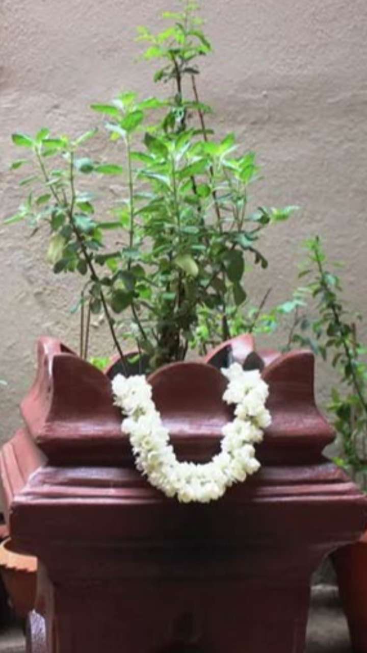 तुलसी की पत्तियां तोड़ते समय न करें ये गलतियां, मां लक्ष्मी होती हैं नाराज